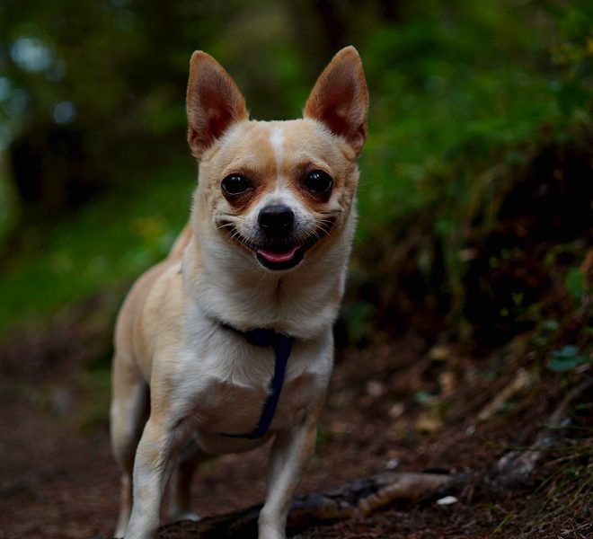 Dog Smile Dog Smile