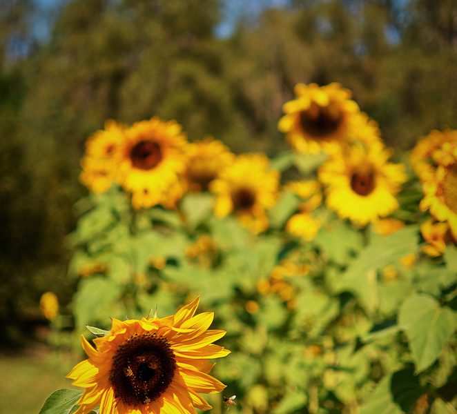 Sunflowers and Bees Sunflowers and Bees