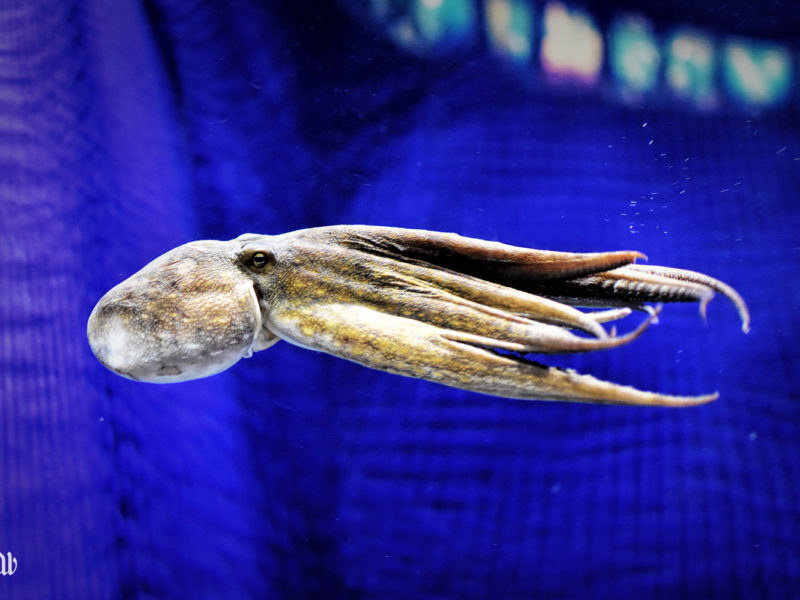 Aquarium-Barcelona-3-Octopus Aquarium-Barcelona-3-Octopus