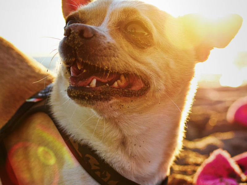 chihuahua2 chihuahua2