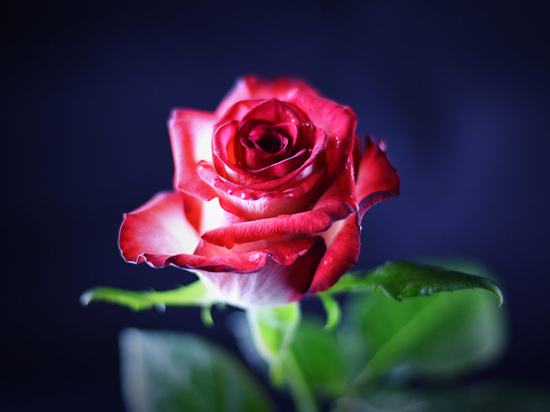 Rosa Rosa