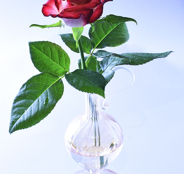 Rosa Rosa