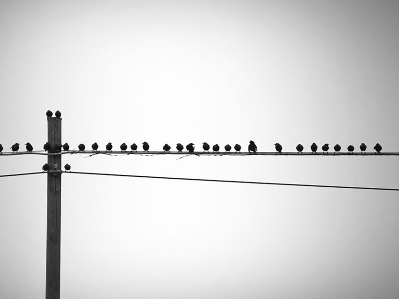 Uccelli Uccelli
